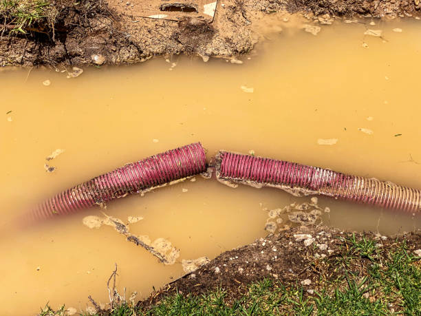 Best Flood restoration services  in Zeigler, IL